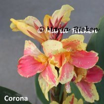 Canna Corona